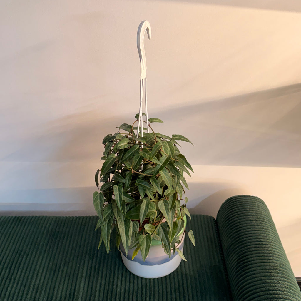 Cissus amazonica - plante suspendue ( pot de 6")