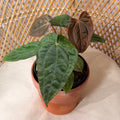Anthurium magnificum pot de 6"