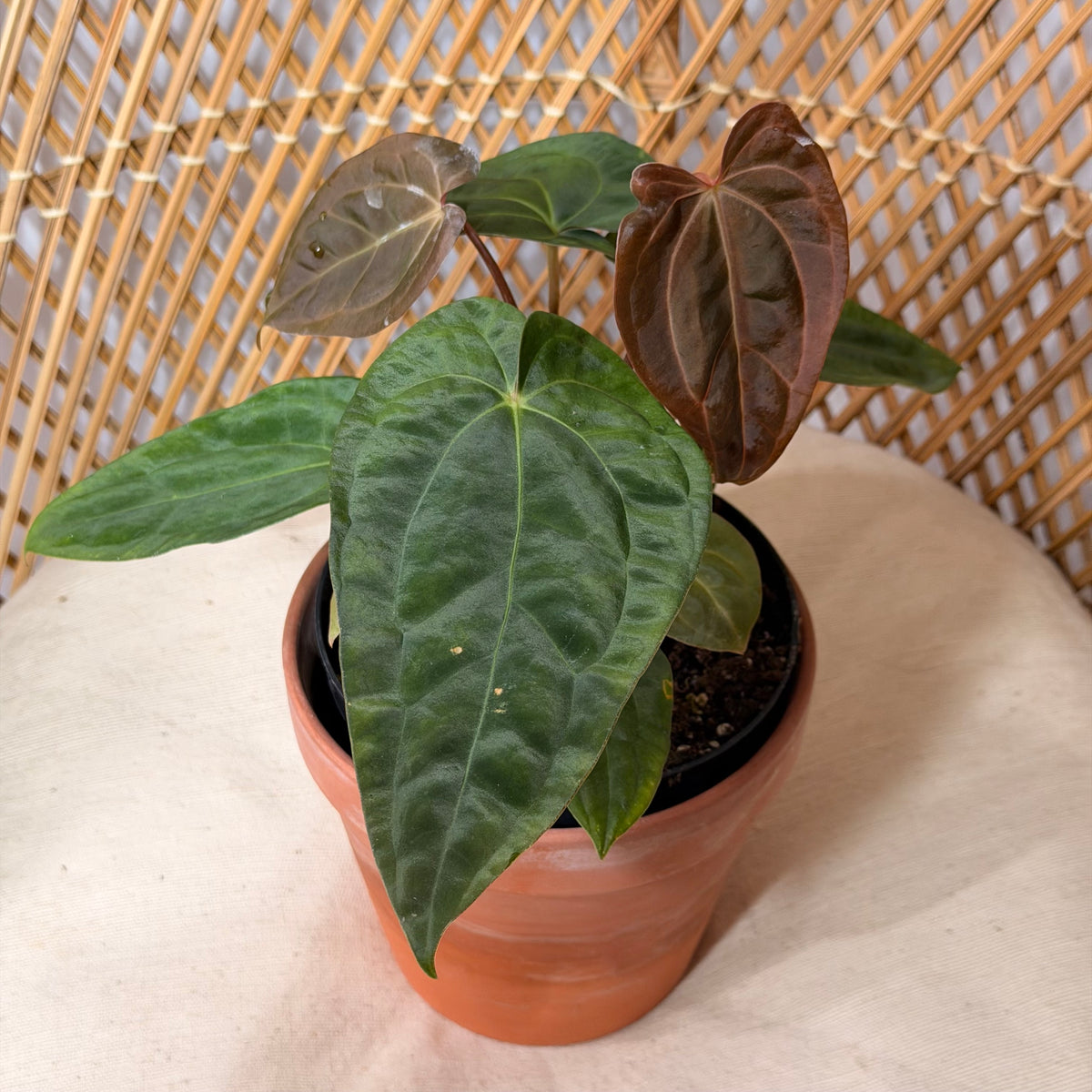 Anthurium magnificum pot de 6"
