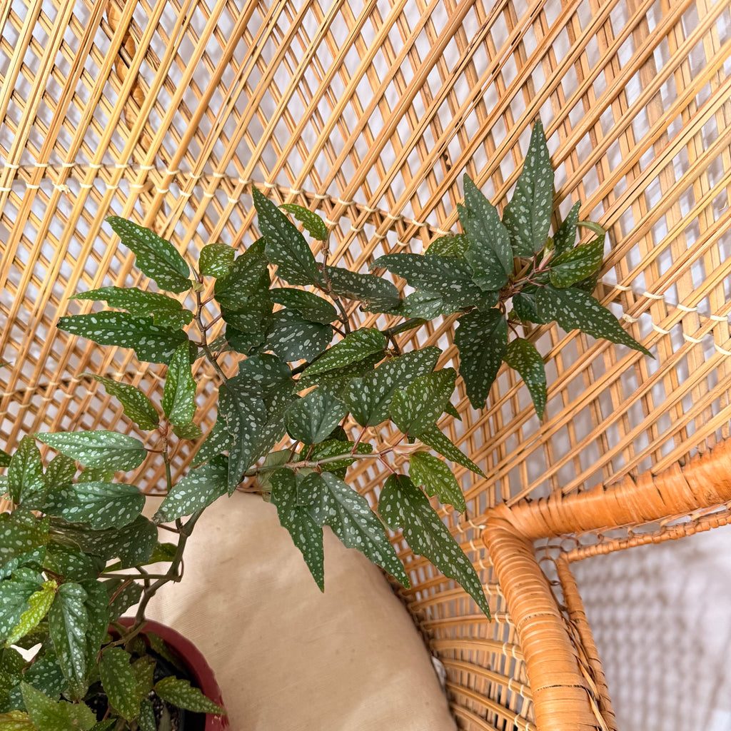 Begonia 'Medora' (Angel Wing Begonia) - pot de 4"