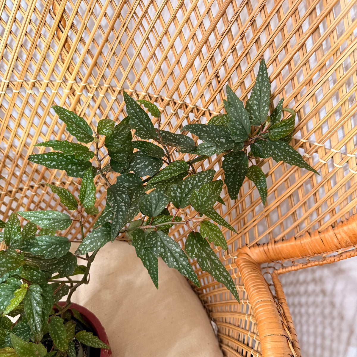 Begonia 'Medora' (Angel Wing Begonia) - pot de 4"