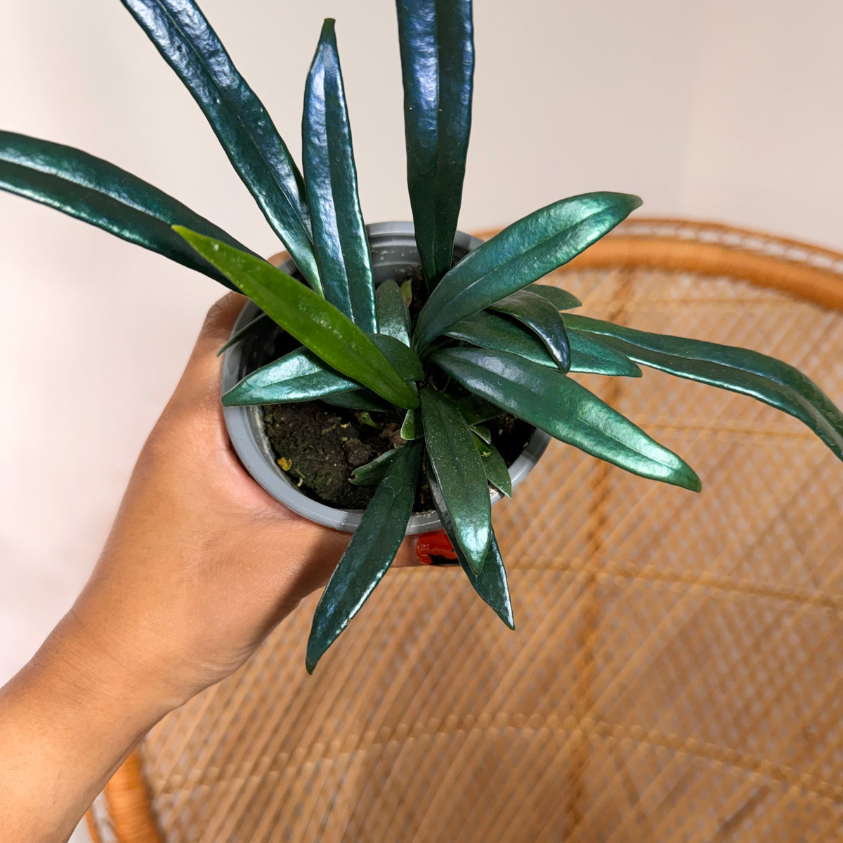 Microsorum thailandicum (Blue Oil Fern) - 4" pot