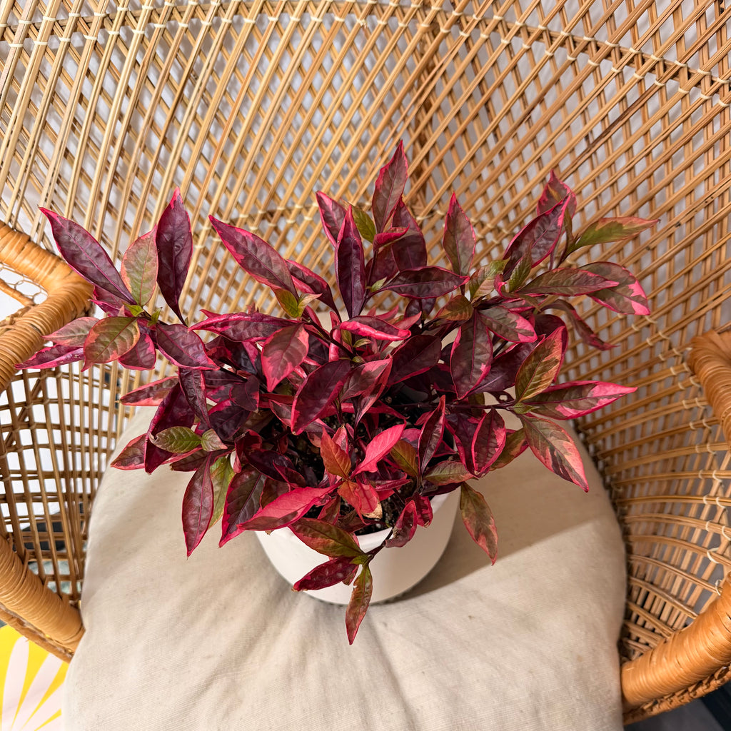 Alternanthera dentata 'Party Time' - pot de 6"