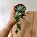 Hoya krohniana 'Splash' (Speckled Porcelain Flower) - 2.5" Pot