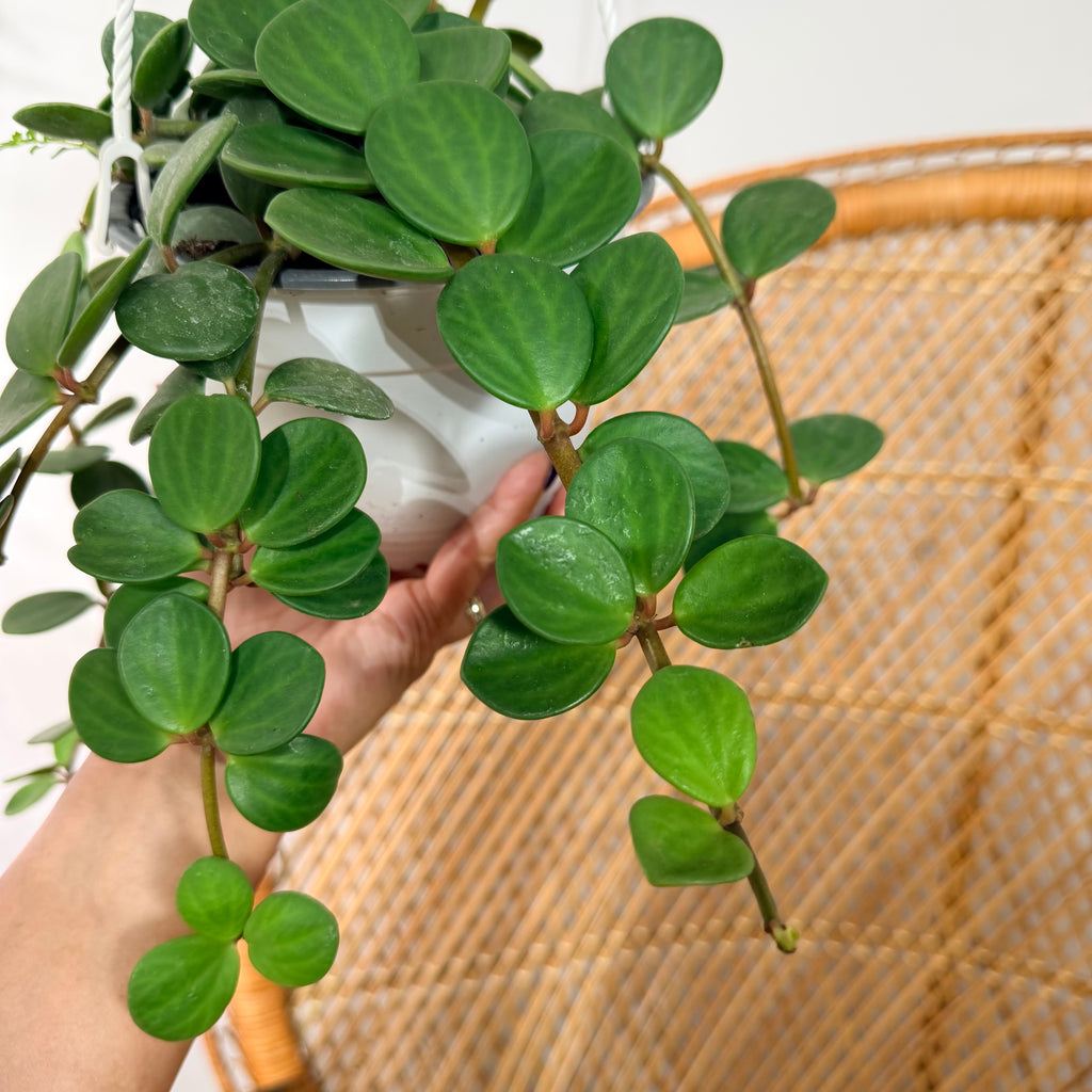 Peperomia Hope