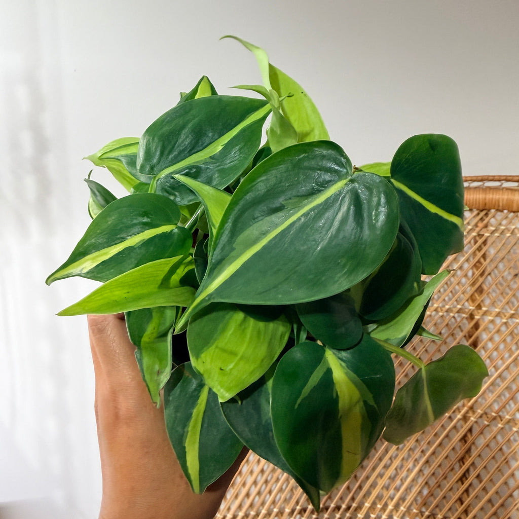 Philodendron hederaceum 'Brasil' (Brasil Philodendron) - 4" Pot