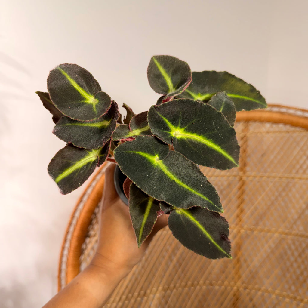 Begonia listada - 4" pot