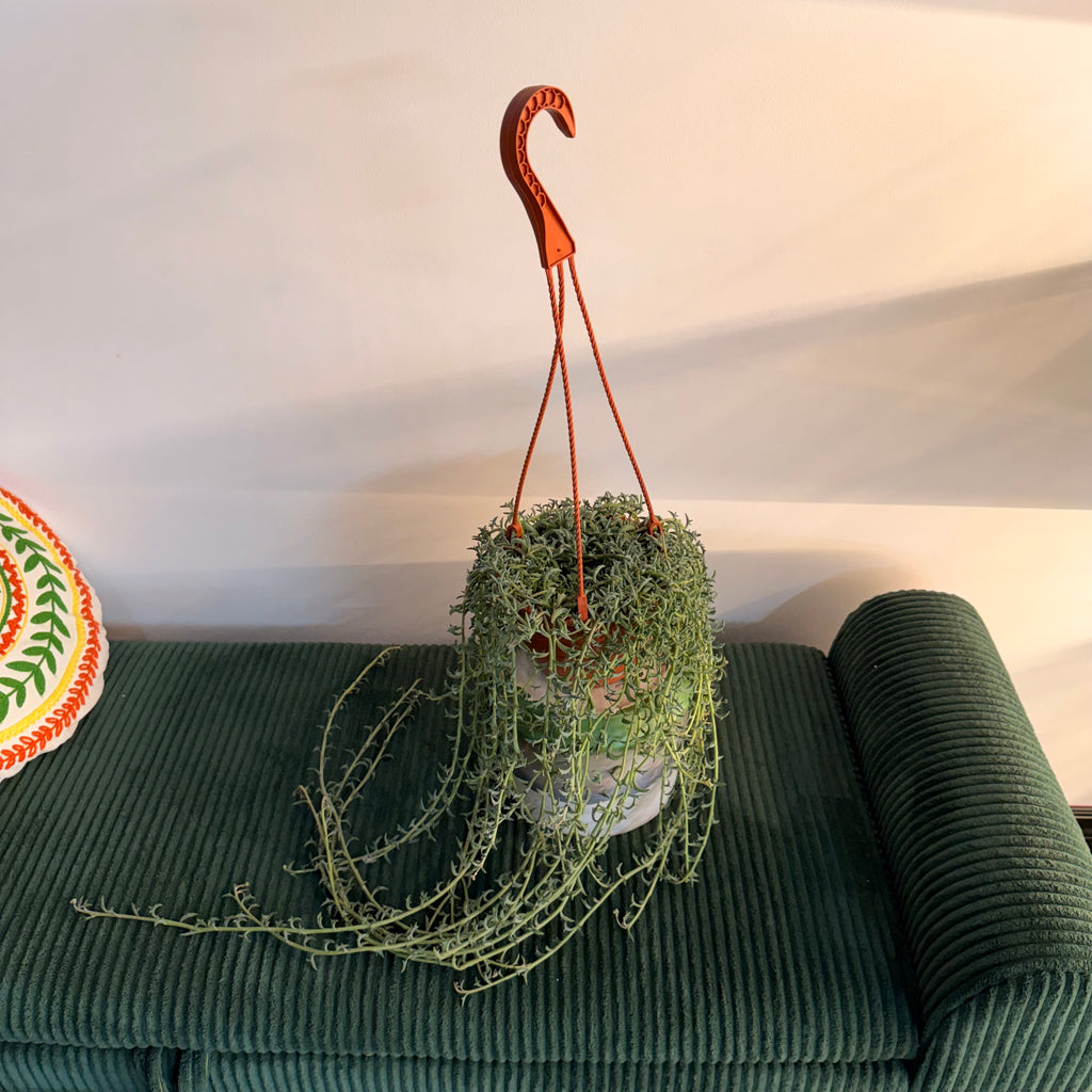 String of Dolphins (Curio peregrinus) - hanging plant (pot of