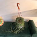 String of Dolphins (Curio peregrinus) - hanging plant (pot of