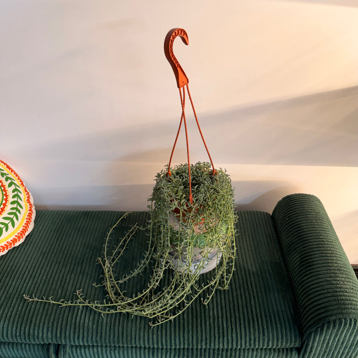 String of Dolphins (Curio peregrinus) - hanging plant (pot of