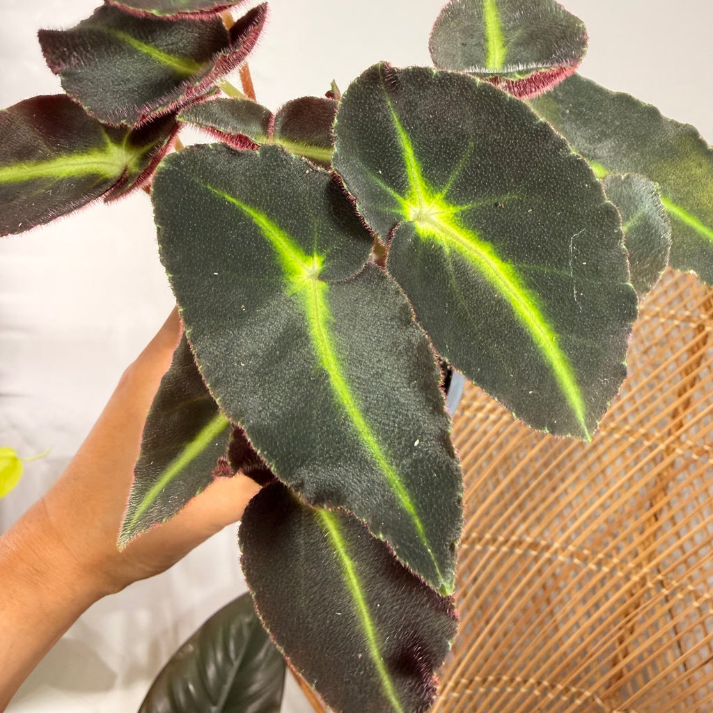 Begonia listada - 4" pot