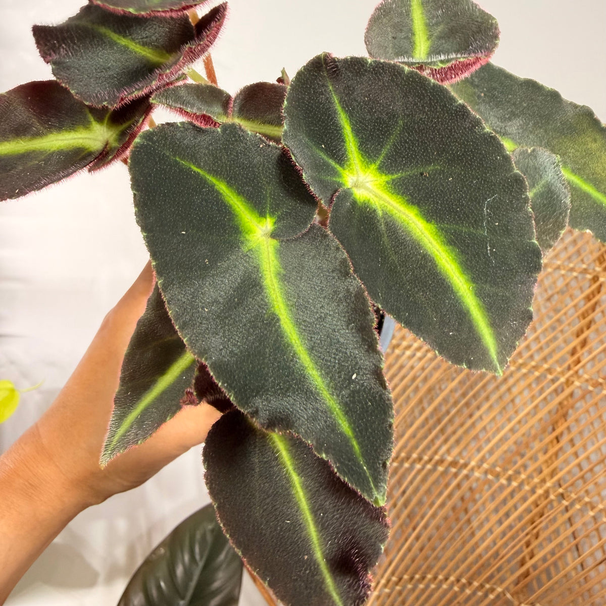 Begonia listada - 4" pot