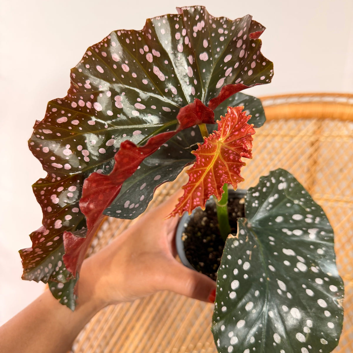 Begonia 'Cracklin' Rosie' - pot de 4"