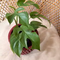 Rhaphidophora tetrasperma (Mini Monstera) - pot de 4"