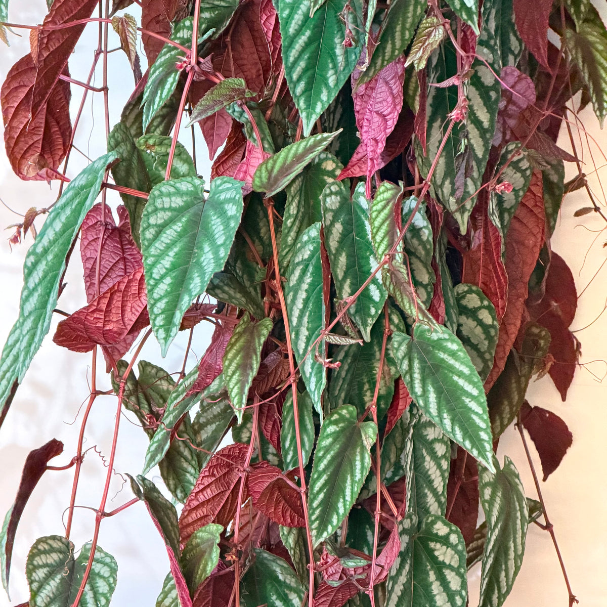 Cissus discolor (Rex Begonia Vine) - Giant Specimen - hanging plant (8" pot)