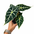 Alocasia 'Parasol' (pot de 4")