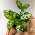 Dracaena surculosa 'Florida Beauty' (Spotted Japanese Bamboo) - 4" Pot