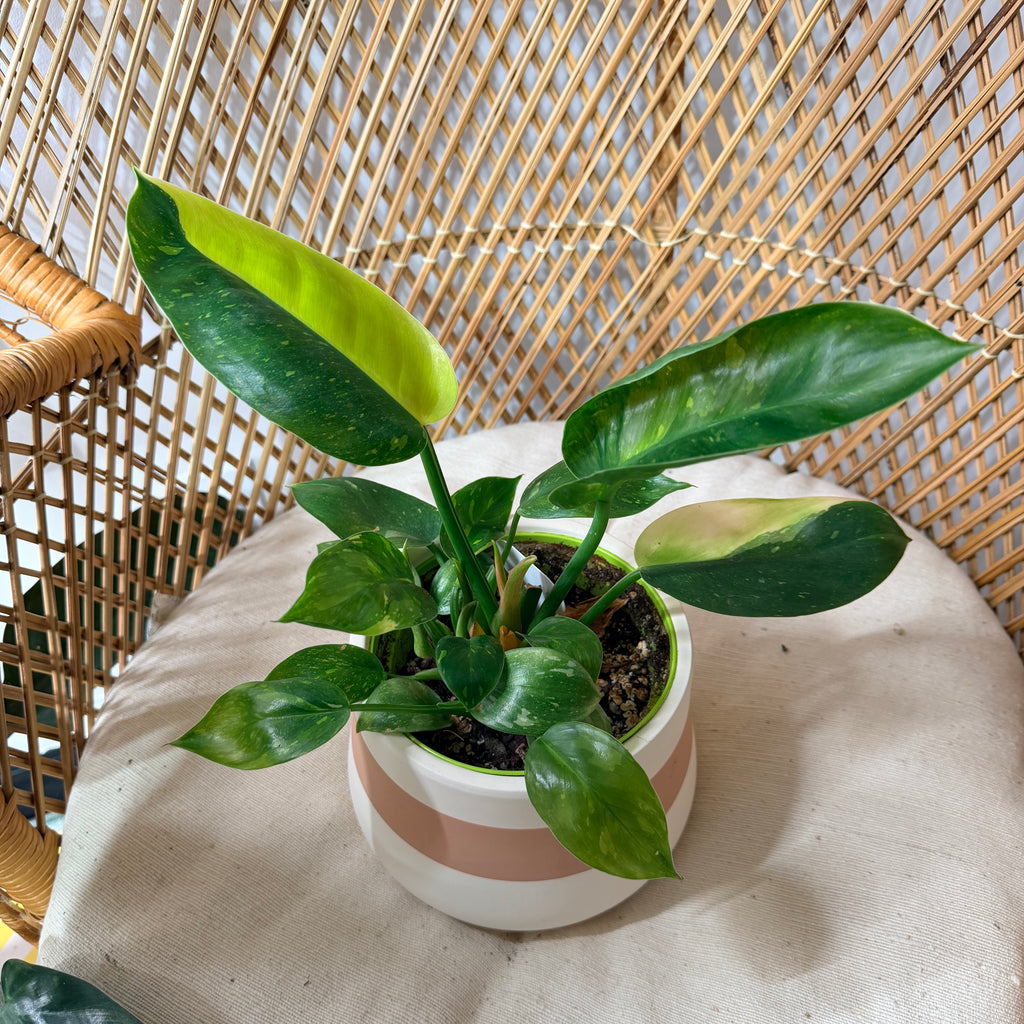 Philodendron ‘Green Congo Nuclear’ Variegata - 5" pot