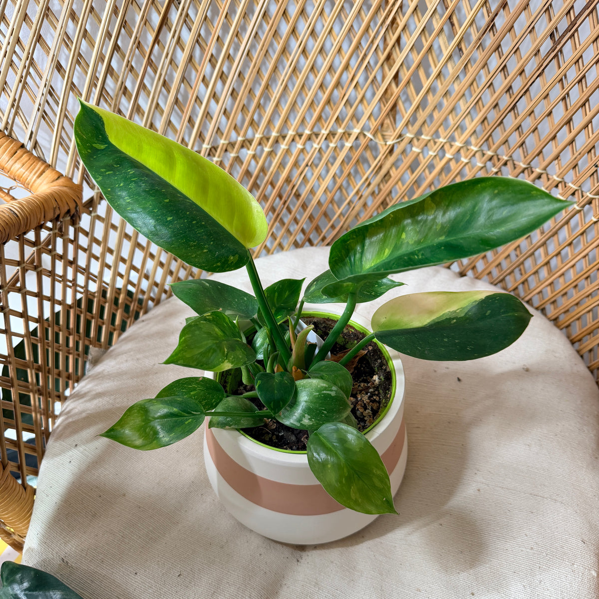 Philodendron ‘Green Congo Nuclear’ Variegata - pot de 5"
