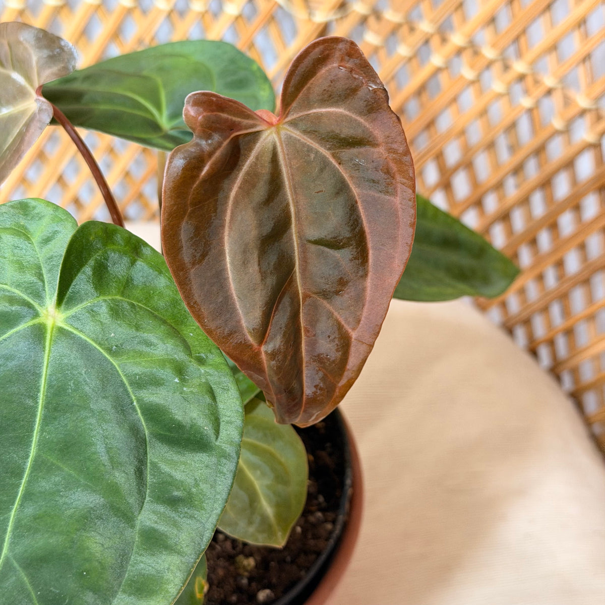 Anthurium magnificum pot de 6"