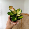 Hoya Australis 'Lisa' pot de 3"