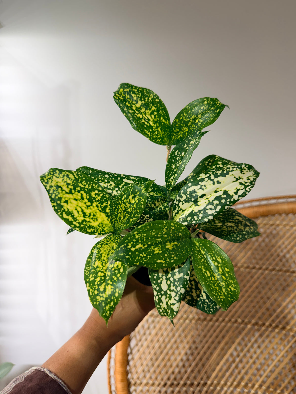 Dracaena surculosa 'Florida Beauty' (Bambou japonais tacheté) - Pot de 4"