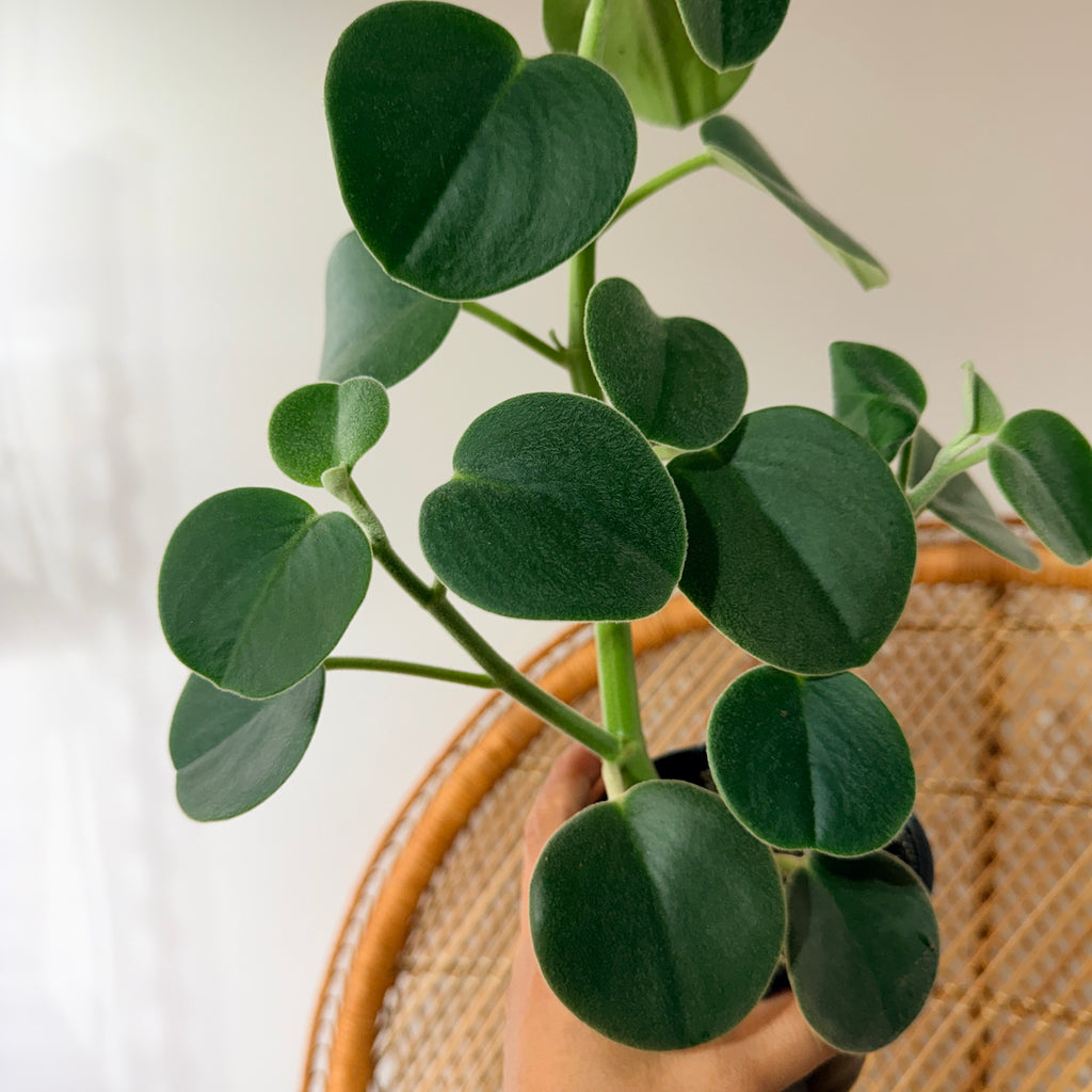 Peperomia incana (pot de 4")