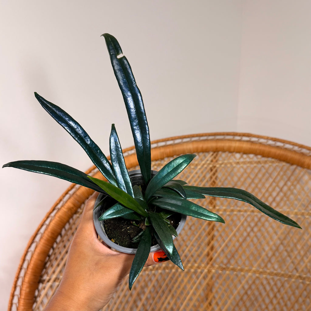 Microsorum thailandicum (Blue Oil Fern) - 4" pot