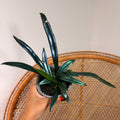 Microsorum thailandicum (Blue Oil Fern) - 4" pot