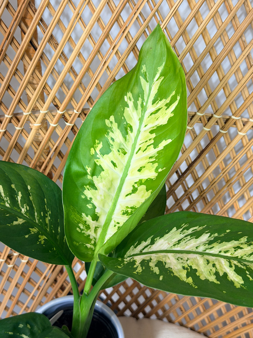 Dieffenbachia seguine 'Tropic Snow' (Dumb Cane) - 4" Pot
