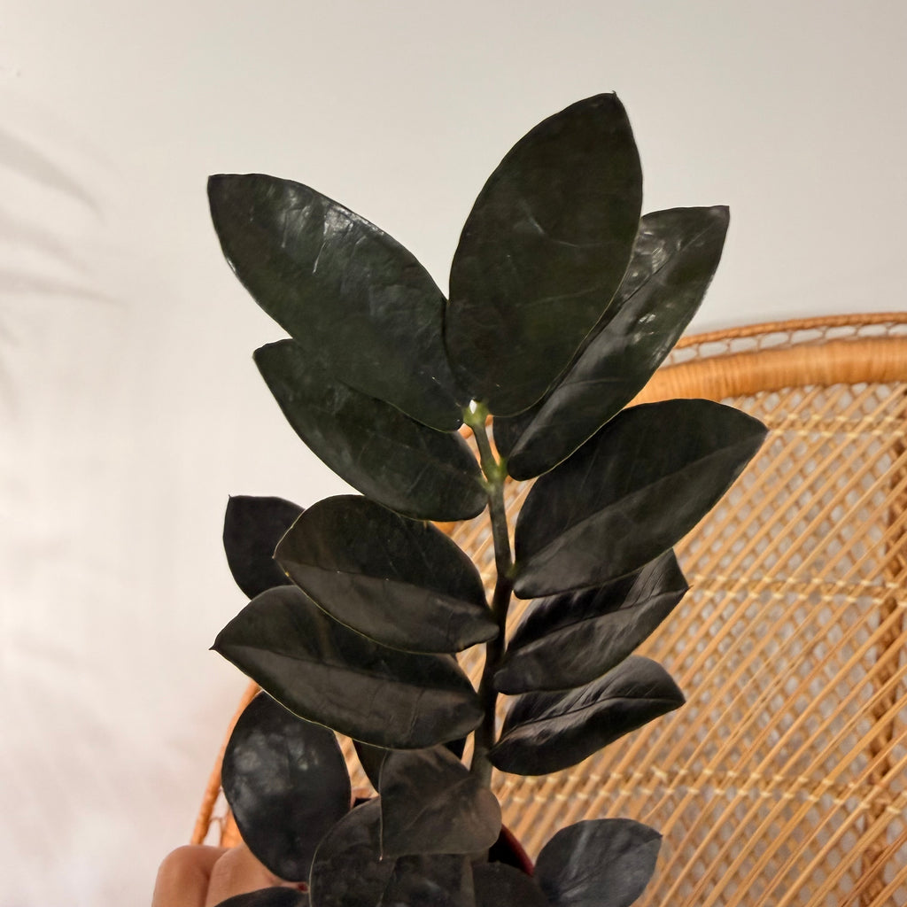 Zamioculcas zamiifolia 'Raven' (ZZ Plant Raven) - pot de 2.5"