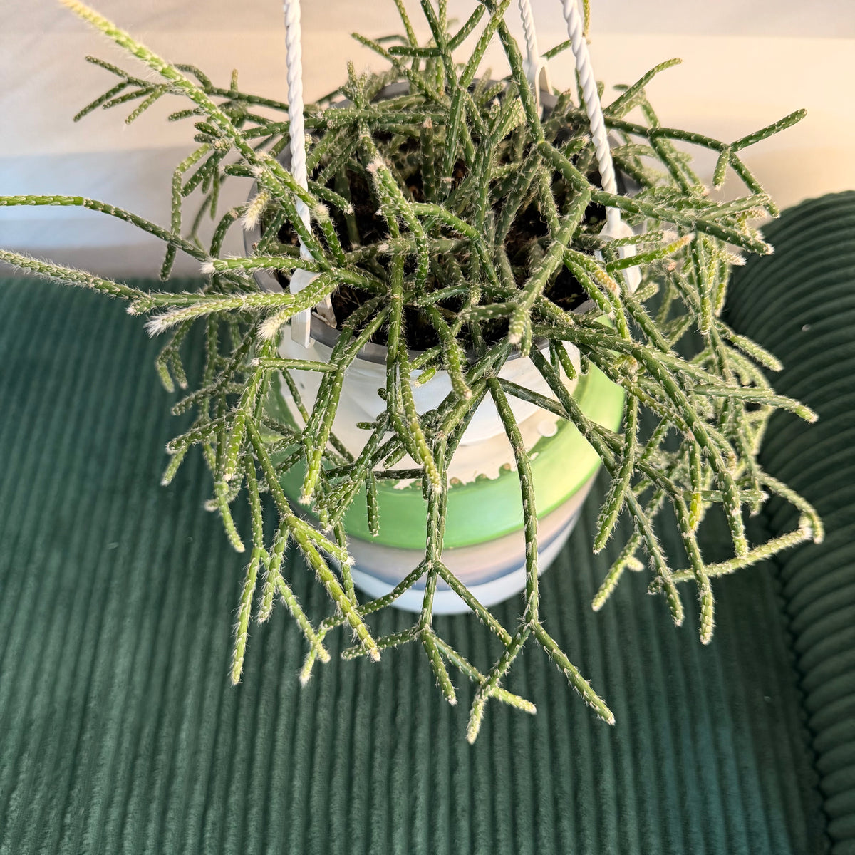 Hairy Stemmed Rhipsalis (Rhipsalis pilocarpa) - hanging plant (6" pot)