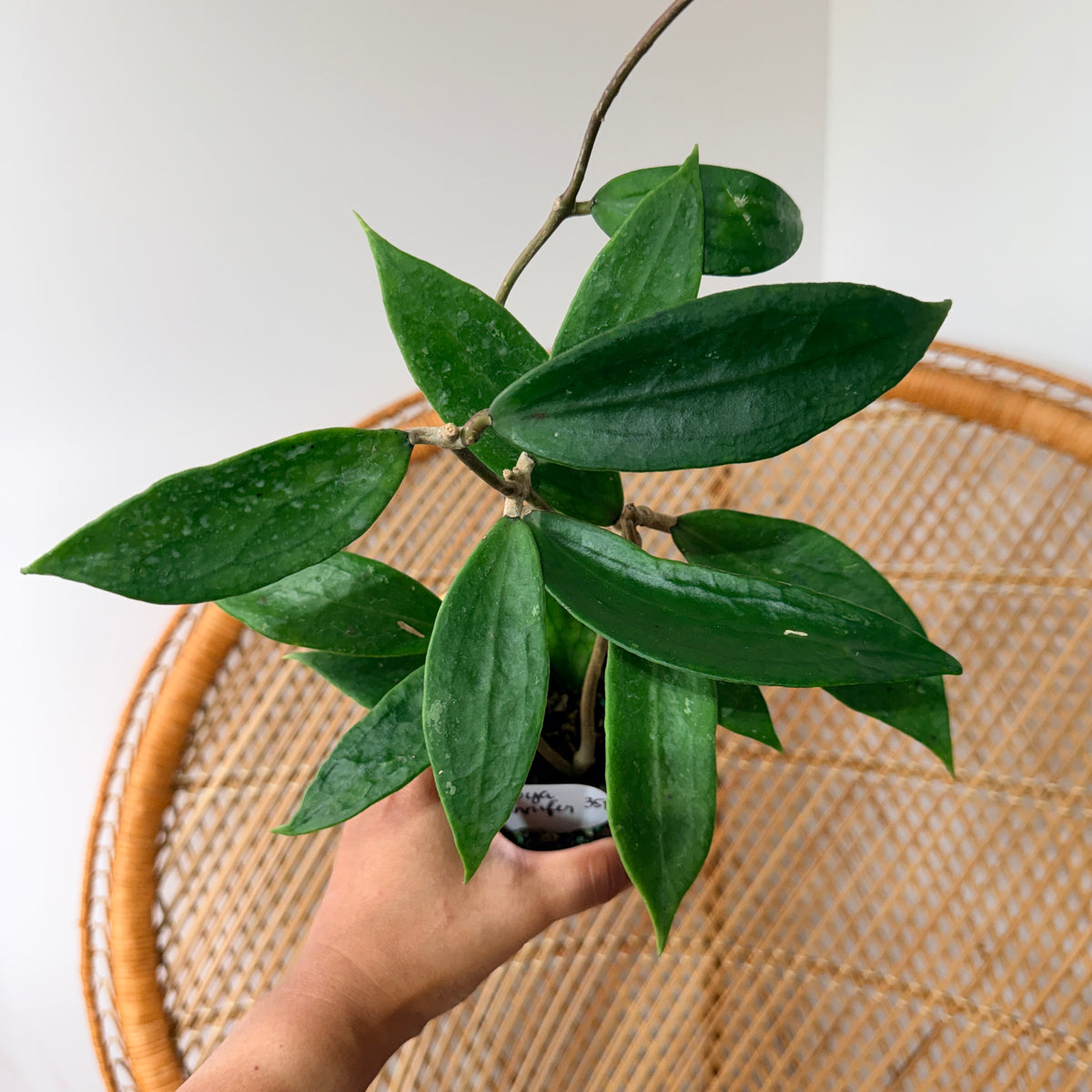 Hoya 'Jennifer'  pot de 4"