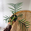 Philodendron Tortum