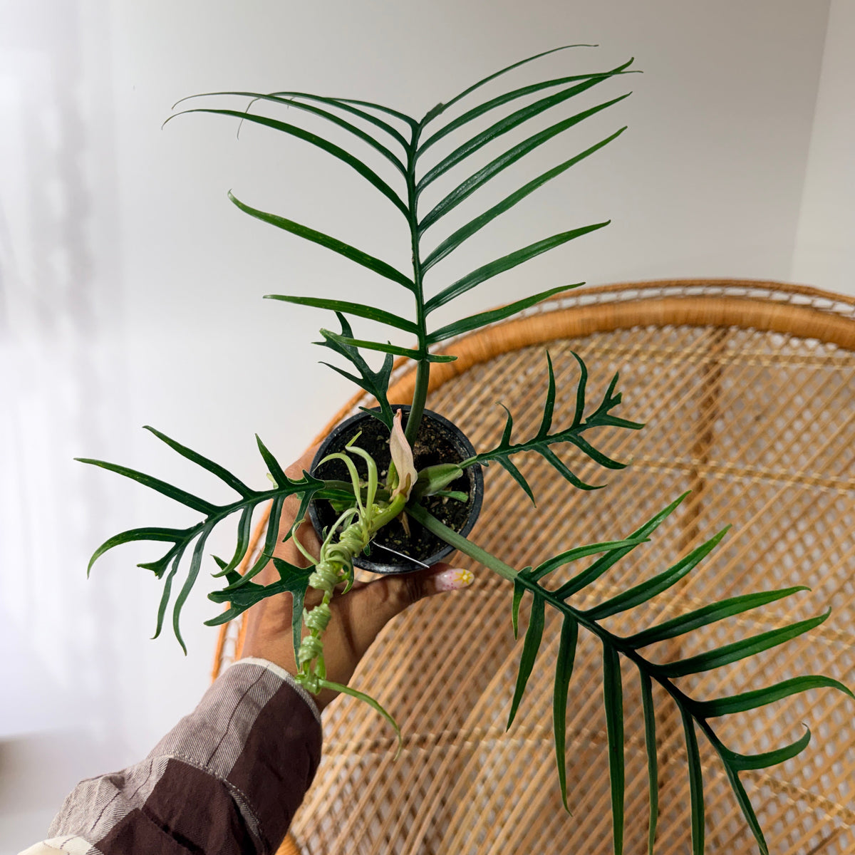 Philodendron Tortum