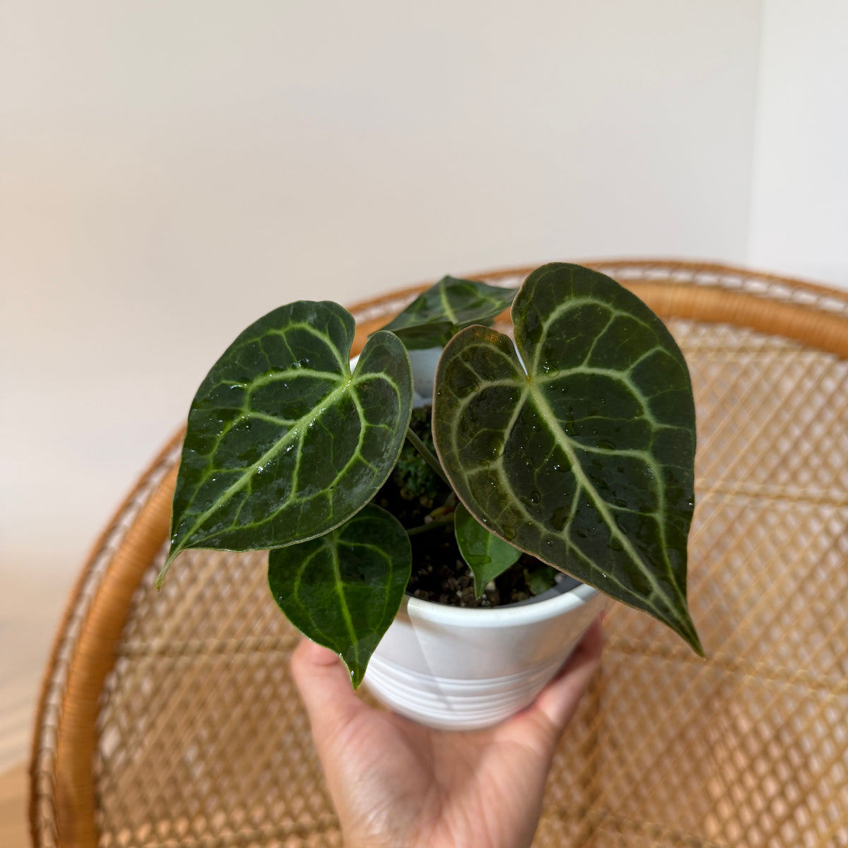 Anthurium Clarinervium