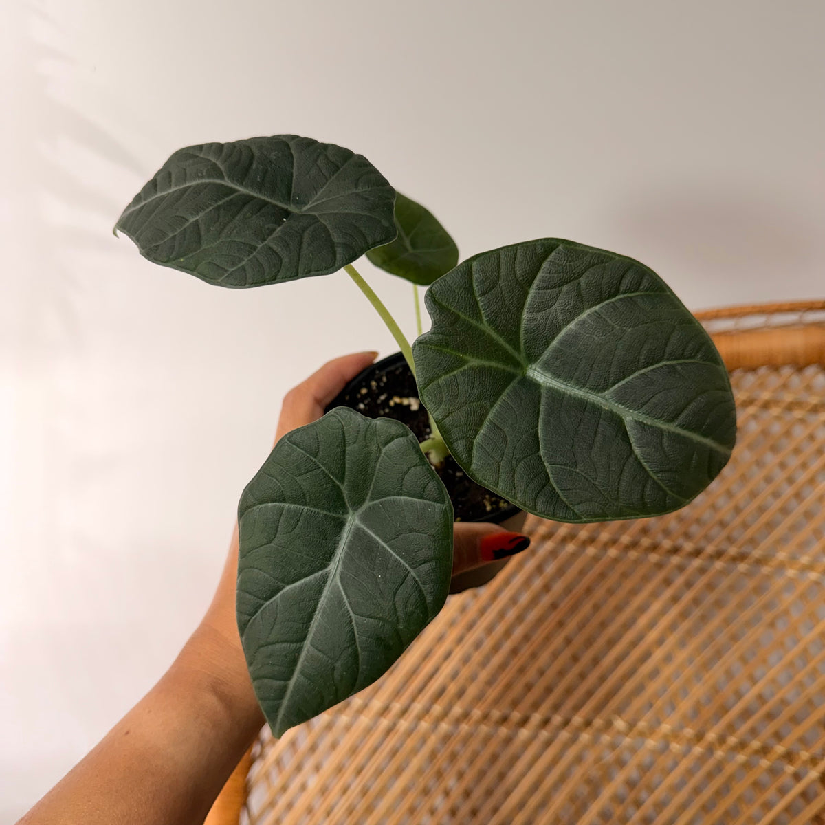 Alocasia 'Maharani' - 4" pot