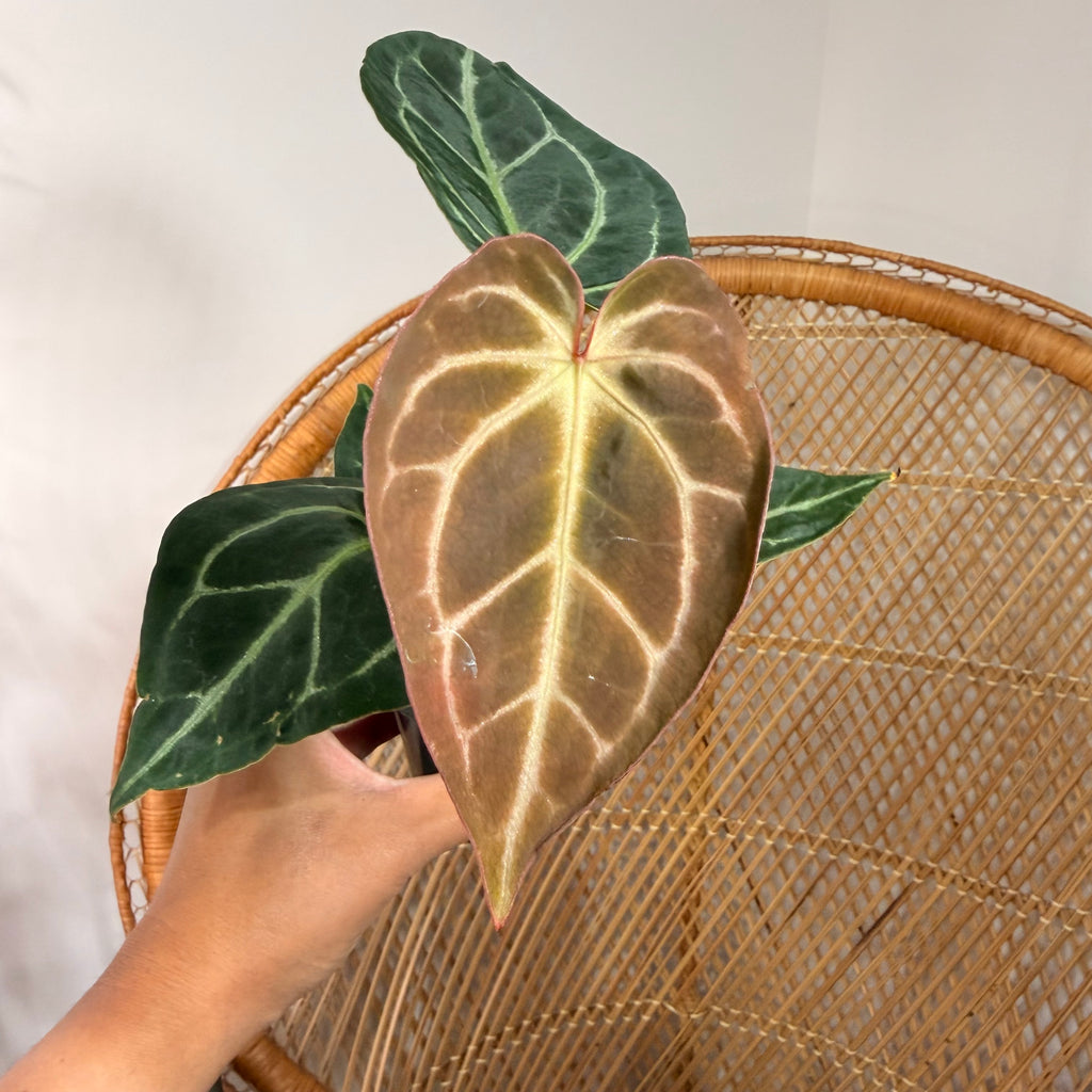 Anthurium crystallinum 'Red' - 4" pot