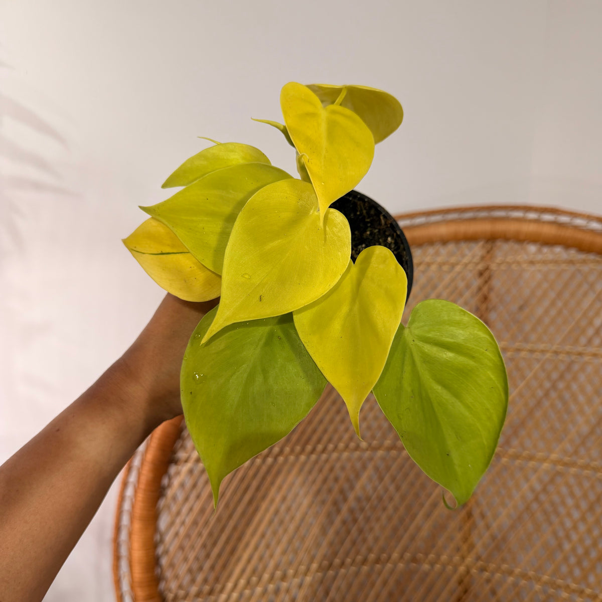 Philodendron hederaceum 'Lemon Lime' (Philodendron Neon) - pot de 4"