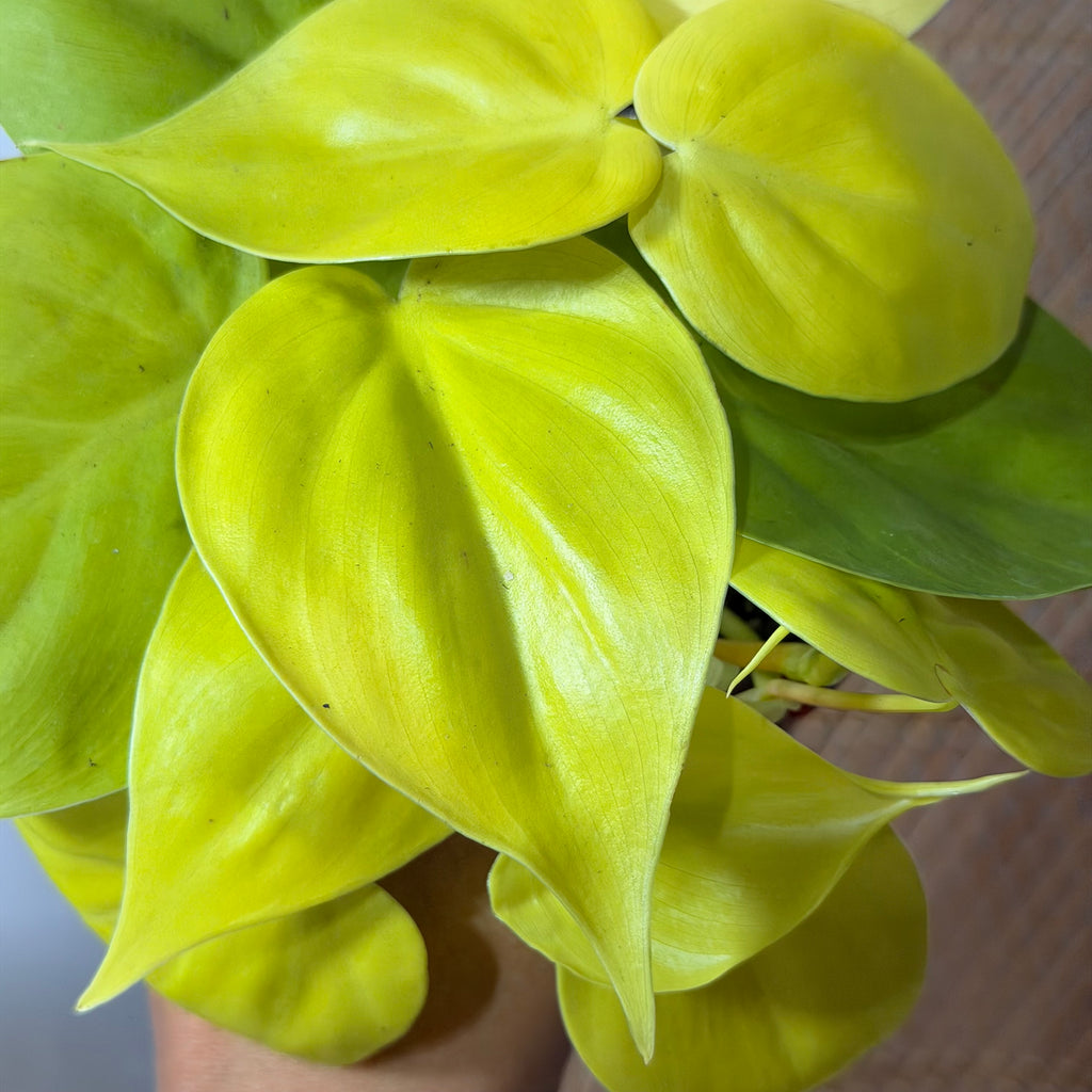 Philodendron hederaceum 'Lemon Lime' (Philodendron Neon) - pot de 4"