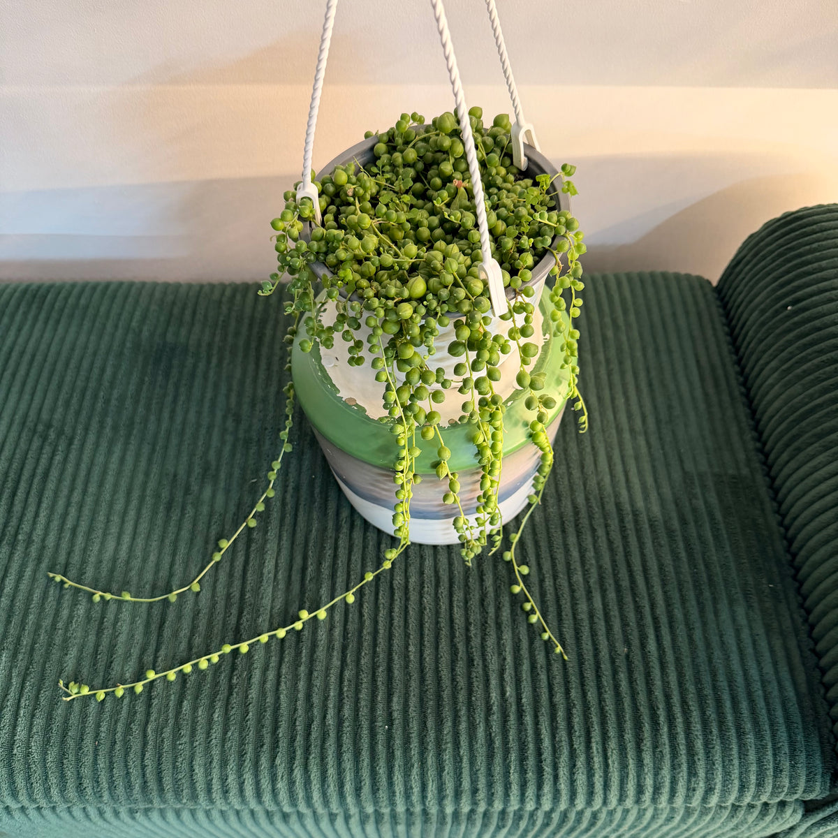 String of Pearls (Senecio rowleyanus) hanging plant (6" pot)