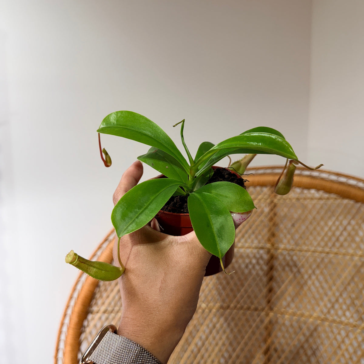 Nepenthes alata (Plante à urnes / Népenthès) - Pot de 4"