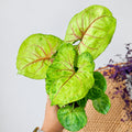 Syngonium podophyllum 'Kiwi Delight' (4" pot)