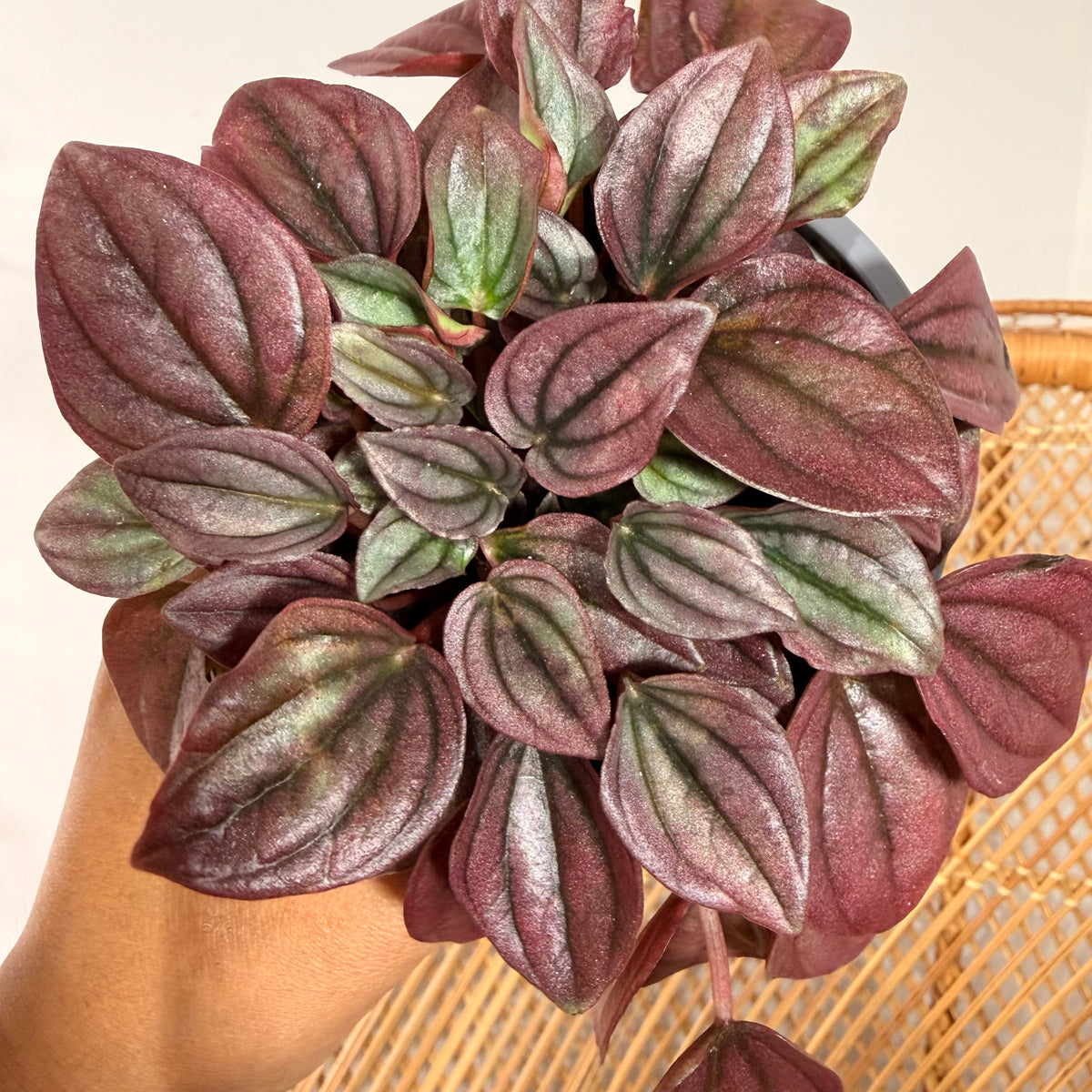 Peperomia caperata 'Schumi Red' - 4" pot