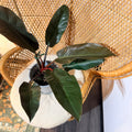 Philodendron 'Imperial Red' – 6" Pot