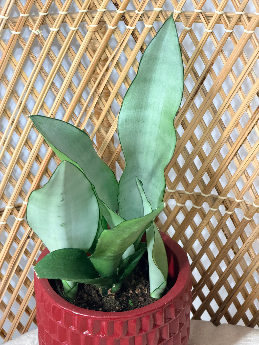 Sansevieria trifasciata 'Moonshine' (Plante serpent argentée) - Pot de 4"
