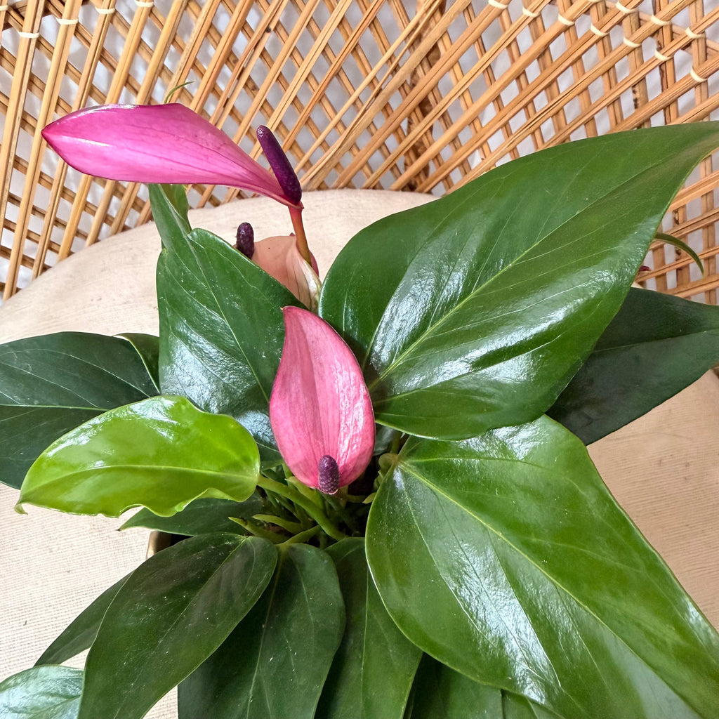 Anthurium 'Zizou' - pot de 4"