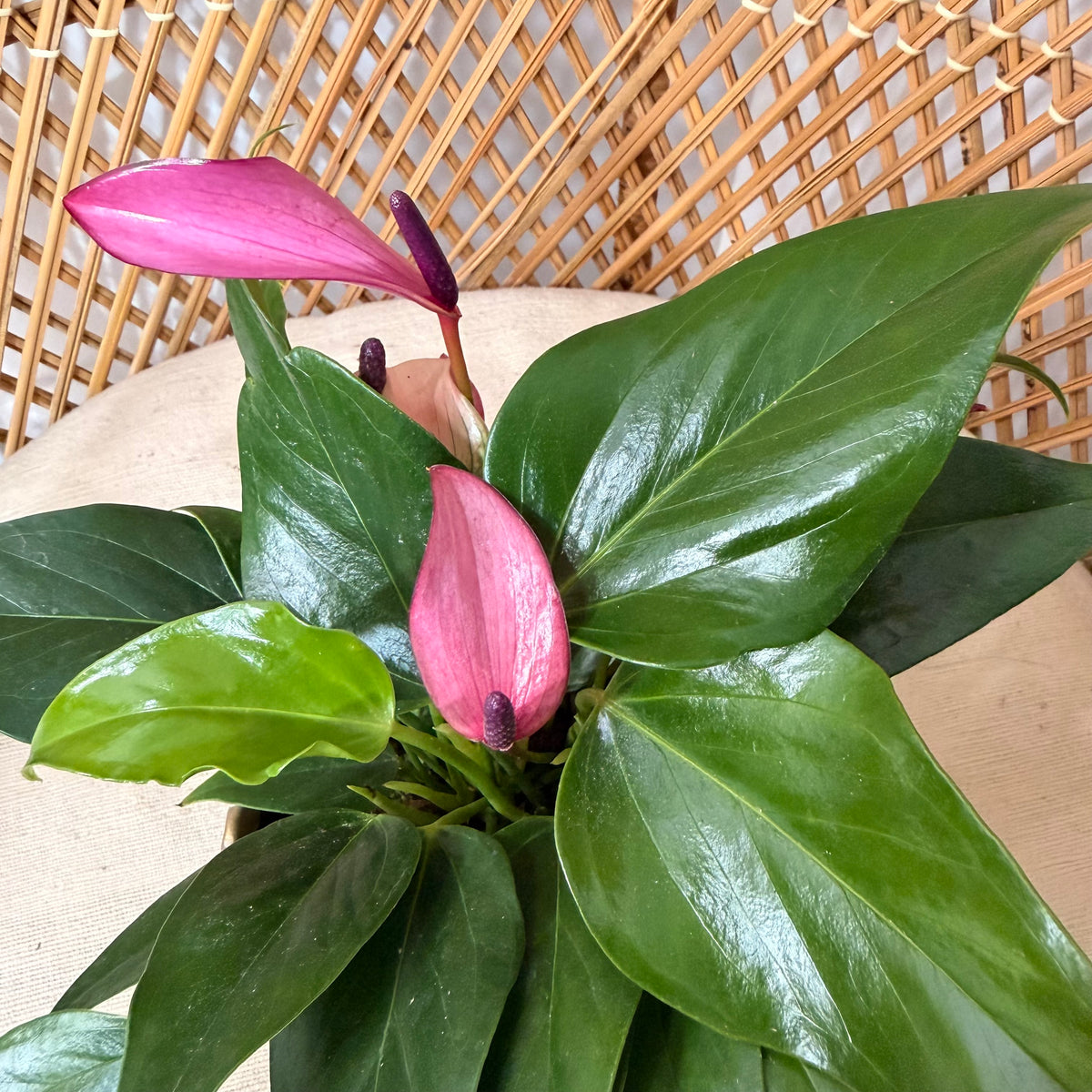 Anthurium 'Zizou' - pot de 4"