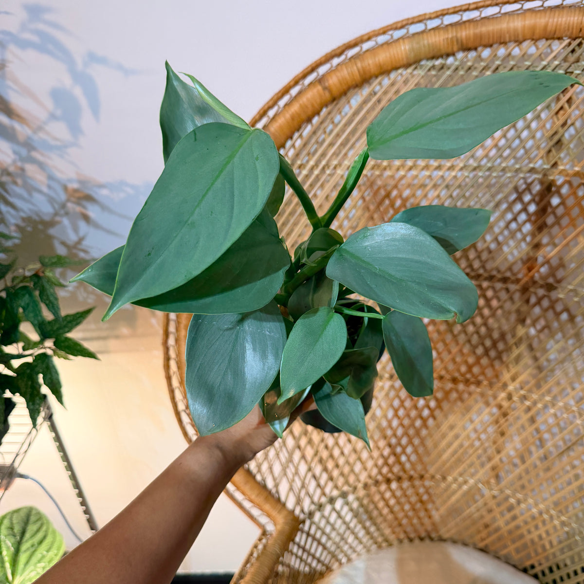 Philodendron Silver Sword