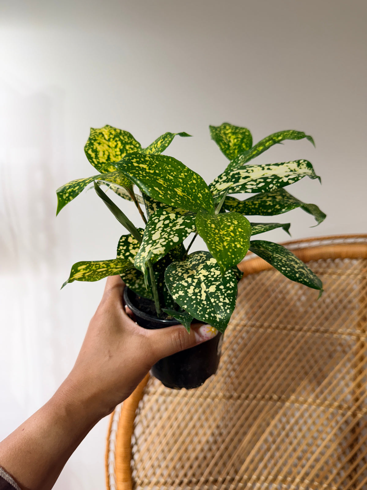 Dracaena surculosa 'Florida Beauty' (Bambou japonais tacheté) - Pot de 4"